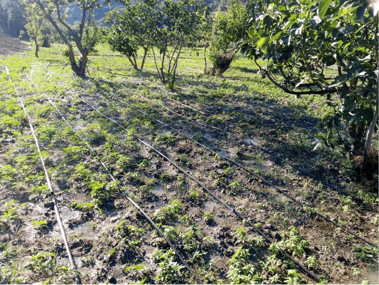 Sustainable Cultivation