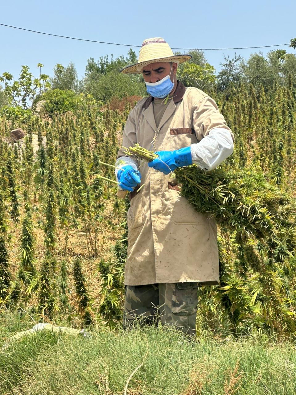 Hand Harvesting