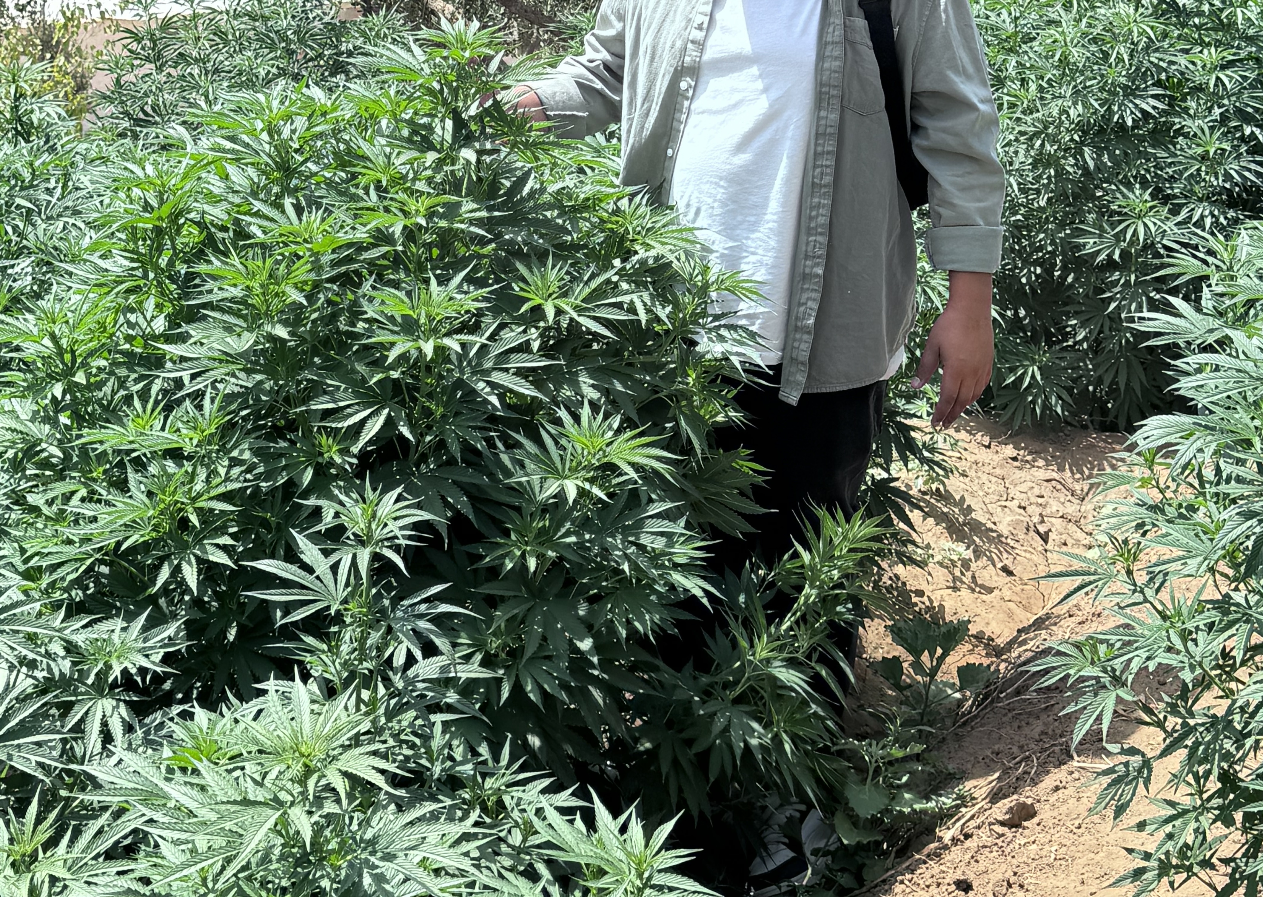 Hand Harvesting