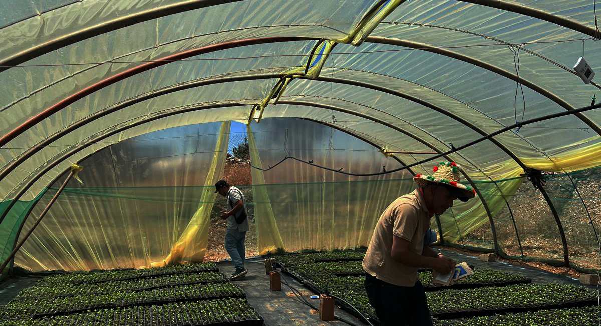 Seed Selection