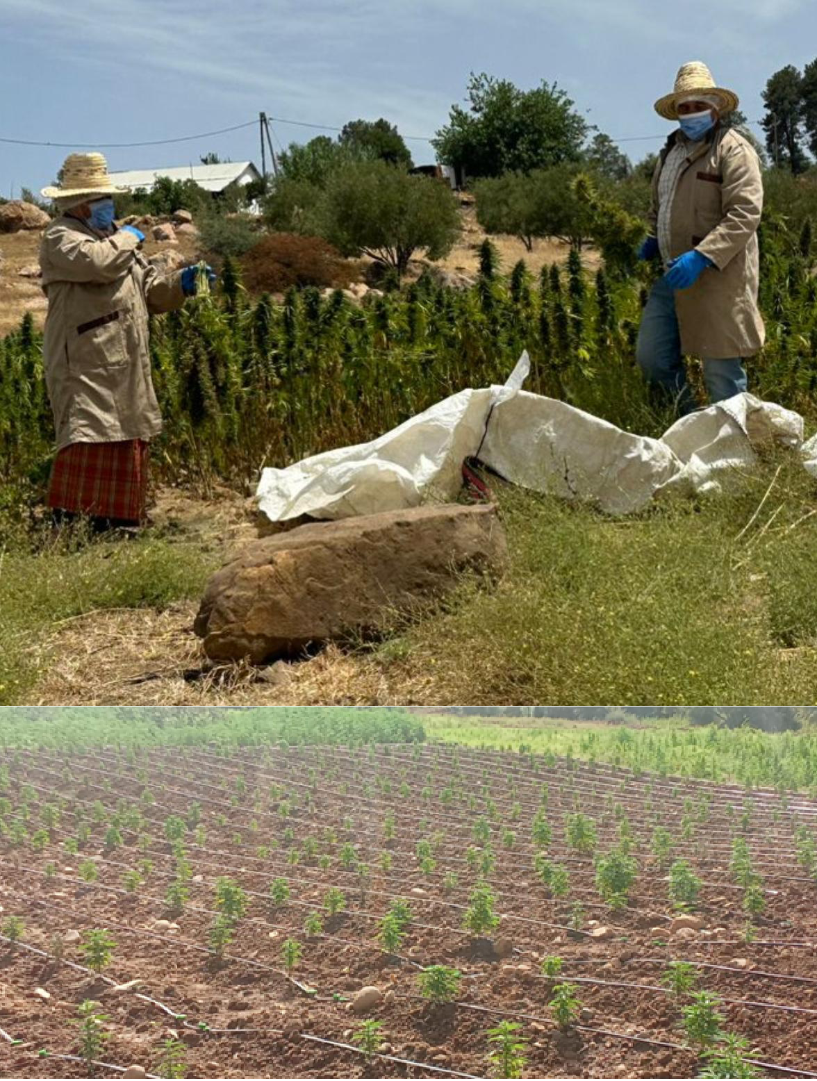 Sustainable Cultivation