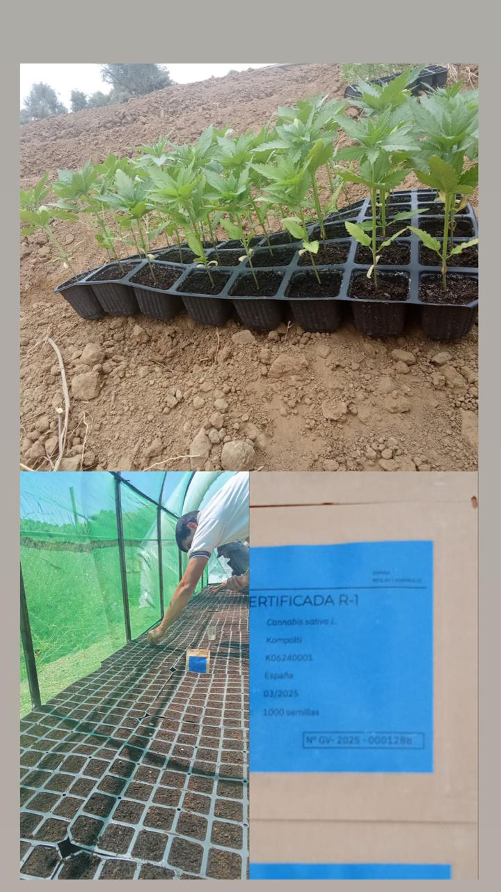 Seed Selection