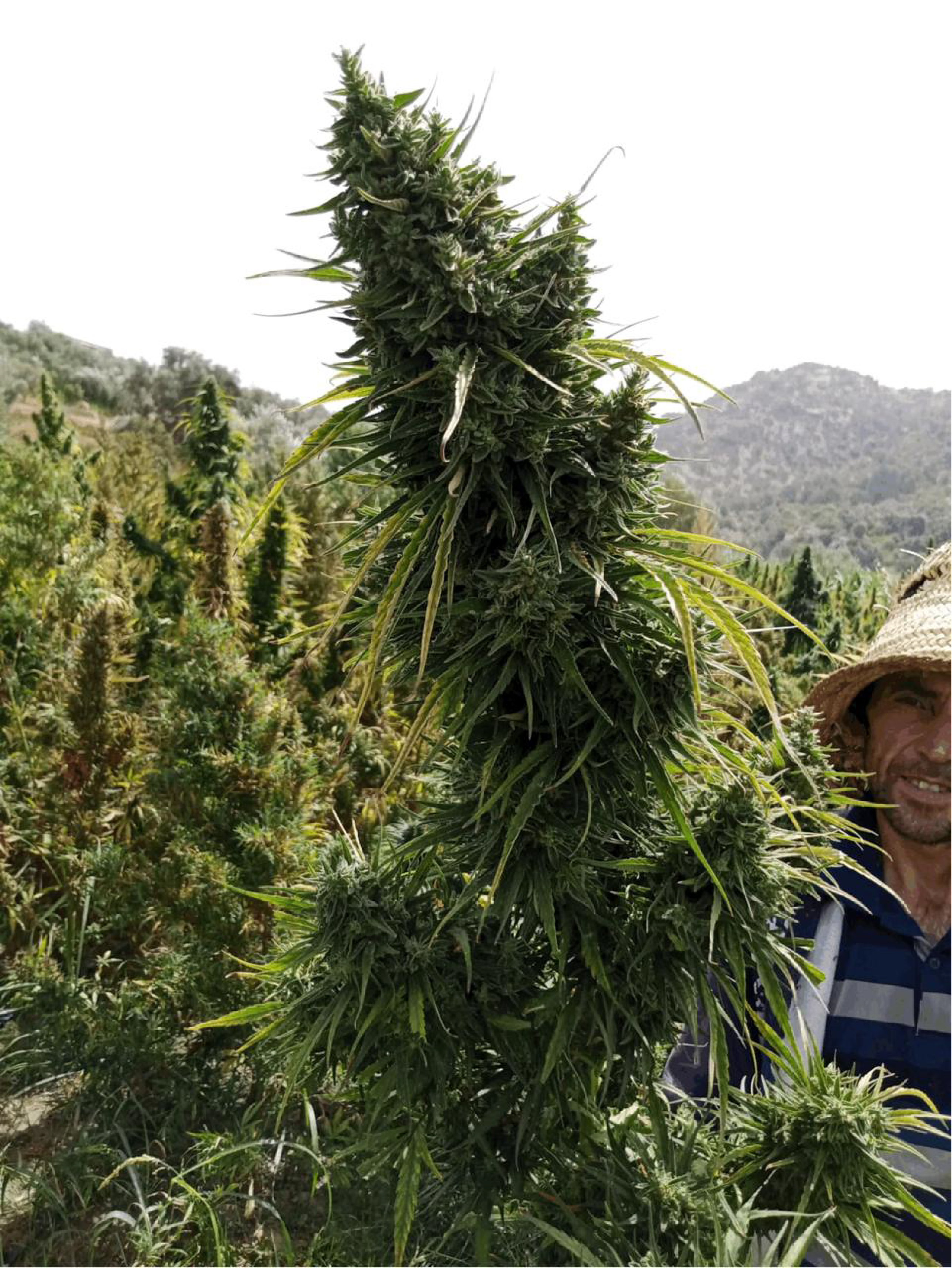 CBD Flowers